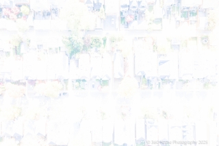 343 Cranbrooke Ave, Toronto, ON M5M 1N2, Canada, ,  