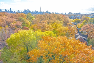 91 Braemore Gardens, Toronto, ON M6G 2C7, Canada, ,  